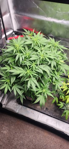 El Chemi Kiwi autoflower  — flower, day 48