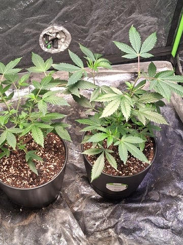 S&D  First Grow — vegetative, day 7