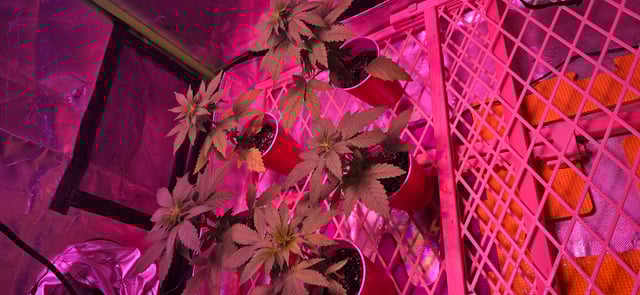 basement grow — vegetative, day 29