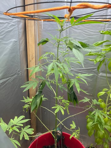 My Devine Conscious  — vegetative, day 133