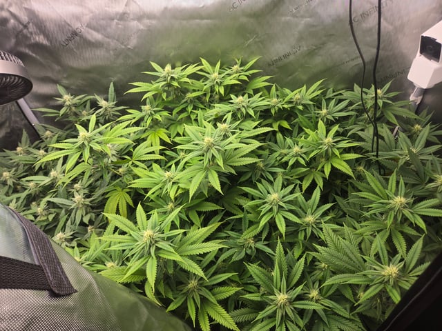 First Grow — flower, day 83