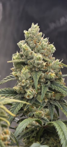 strawberry guava bx — flower, day 21