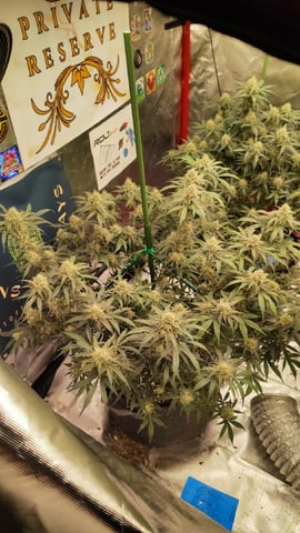 Beans For Days run — flower, day 75