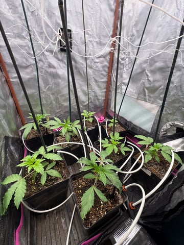 Grow #2 2x2x4 — seedling_rooting, day 27