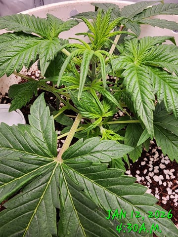 Dos Si Dos. Indica — vegetative, day 18