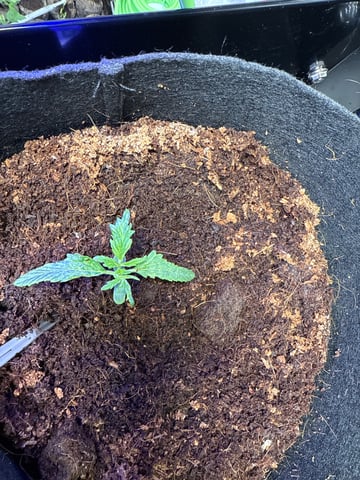 Mary and Jane — vegetative, day 12