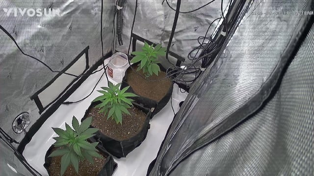 Barney's Gas Pack  — vegetative, day 21