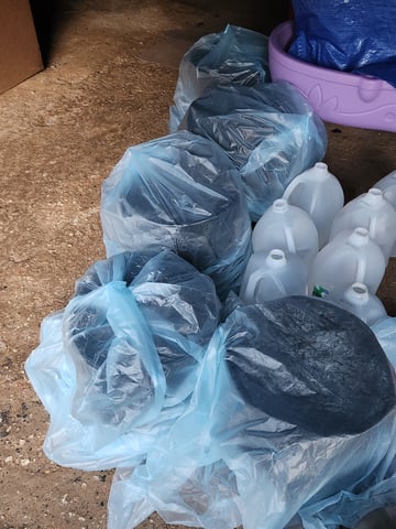 Another round of Mephisto Genetics from Schoolyard Crush and Do-si-delirium drops. — seedling_rooting, day 10