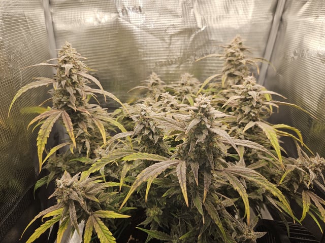 A chill grow in the small tent — flower, day 75