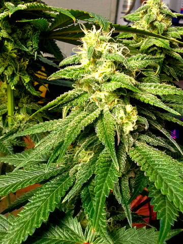 Homegrown - 🍒 🥧 & GSC Auto, 🚀 Seeds 🍌 Buttercups  — flower, day 67