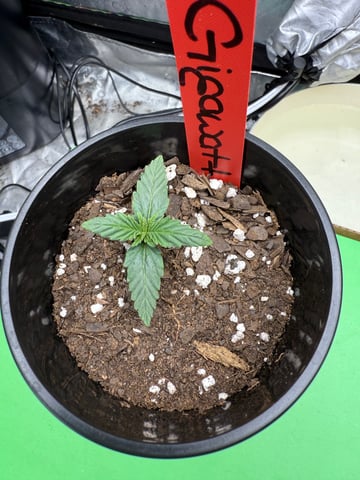 peaceful grow 1 — seedling_rooting, day 5