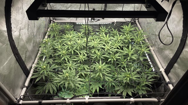 Strawberry Sugar  — flower, day 77