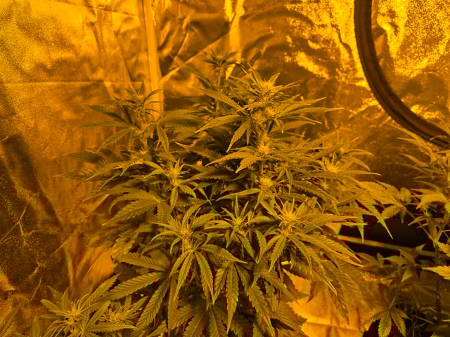 2nd Autoflower Indoor Grow — flower, day 46
