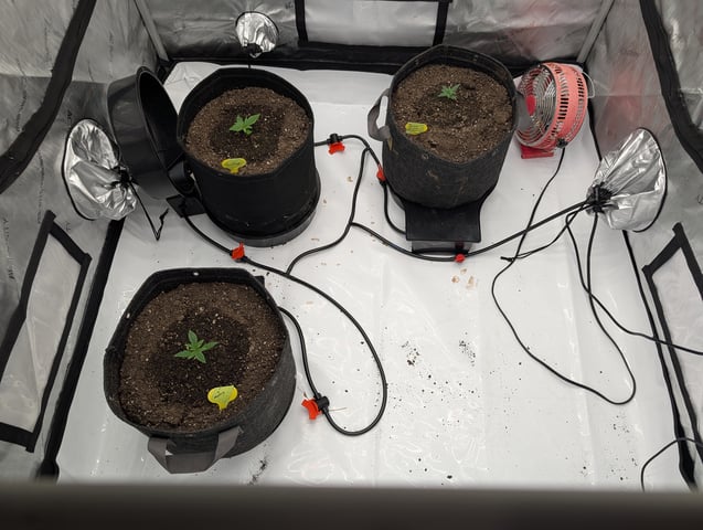 Grow #4 — seedling_rooting, day 14