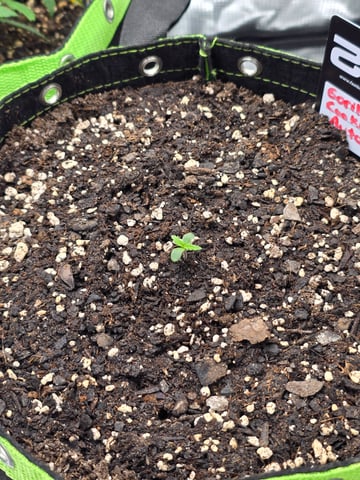 Gorilla Cookies auto  — seedling_rooting, day 5