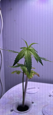 Banjo Clones — vegetative, day 41