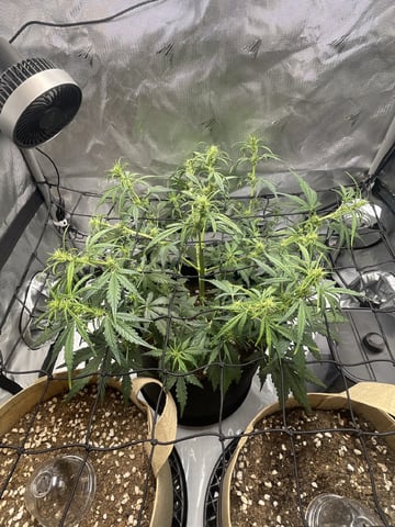 3x3 Grow — seedling_rooting, day 10
