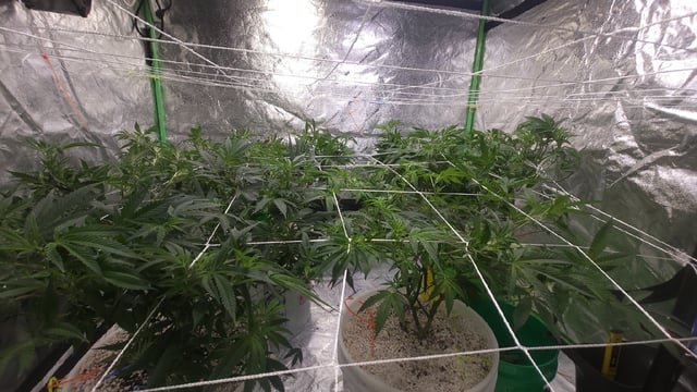 1st grow indoors(cardboard box to 2x2x4 to 5x5x6) — flower, day 83