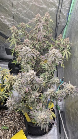 Mixed Grow — flower, day 119