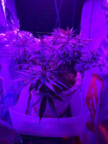 1st successful attempt  — flower, day 70