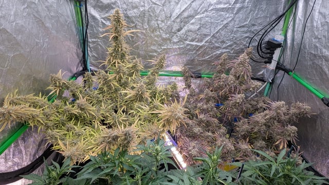 Perpetual Autoflower Mixed Grow #3 — flower, day 94