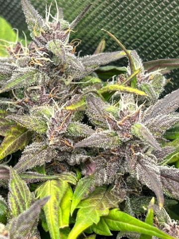 Vanna's Vanilla — auto, day 71