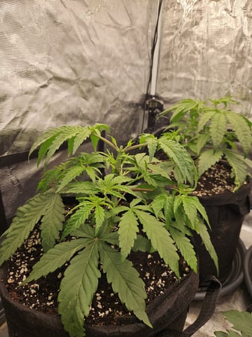 Scary Berries — vegetative, day 32