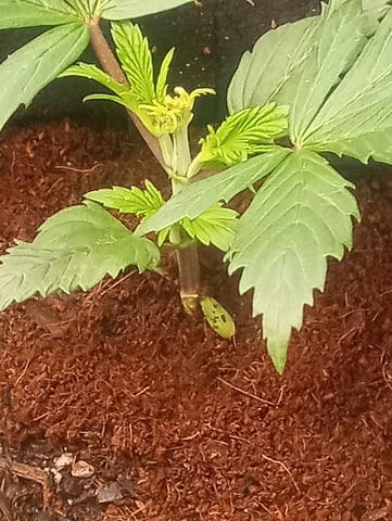  auto mixed pack indoor attempt #1 — vegetative, day 32