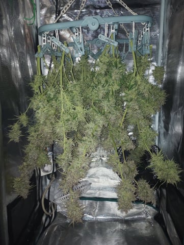 White Widow XXL Auto — harvest, day 93