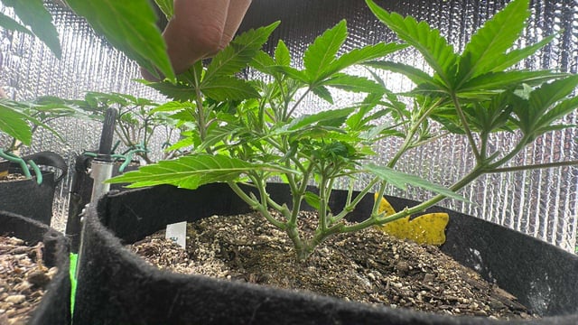 Gelly Mama and Sugar Tree — vegetative, day 66