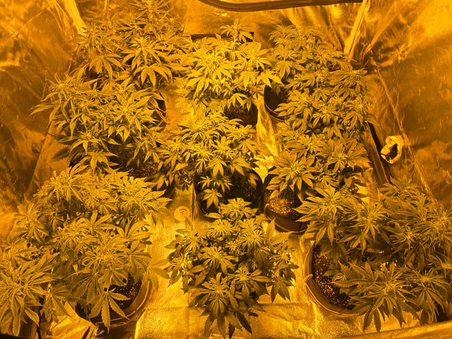 2nd Autoflower Indoor Grow — flower, day 44