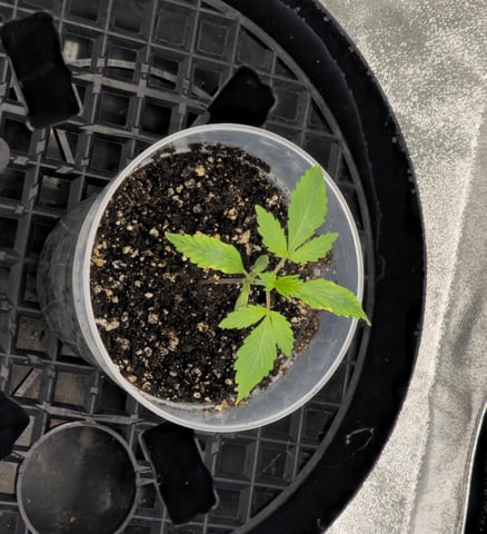 First grow — seedling_rooting, day 14