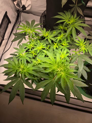 2nd Grow 3x5 tent — flower, day 50