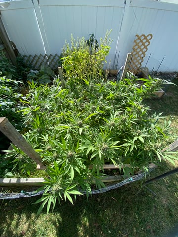 queen of soul X cap junky  — flower, day 172