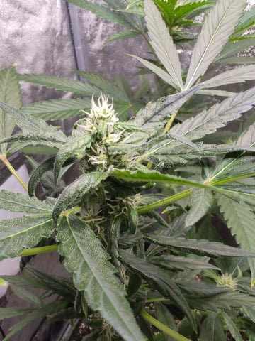 girl scout cookies  — grow_setup, day 56