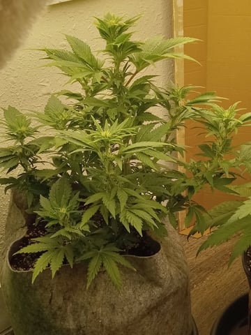 Blueberry critical kush x purple peyote wifi  and one L.a kush cake . — vegetative, day 24