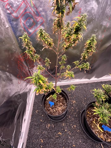 3autos and 2 fem  — flower, day 30