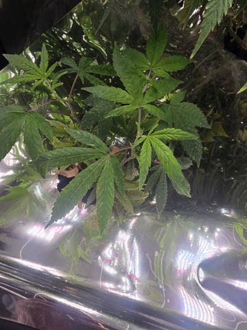 Glookies by Barneys Farm — flower, day 47