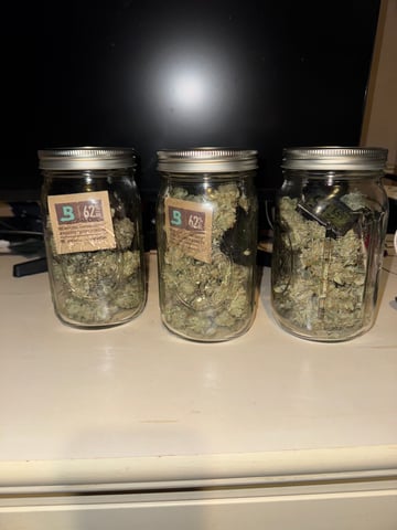 wedding cake auto FIRST GROW! — harvest, day 83