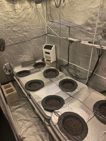 4x8 — vegetative, day 1