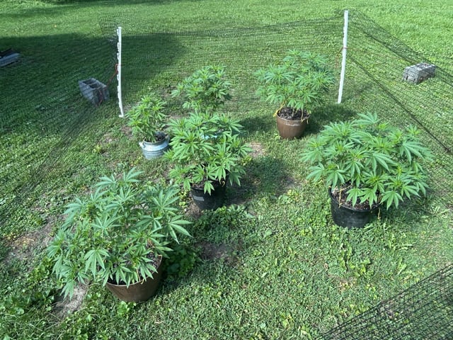 2026 Outdoor — vegetative, day 66