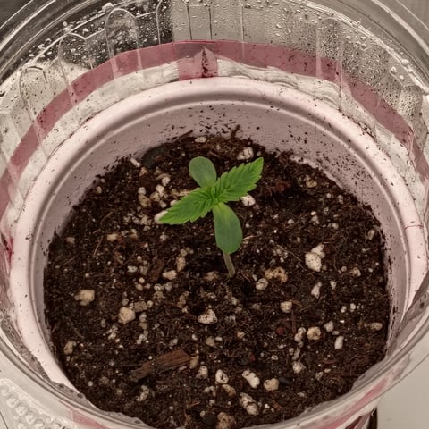 TentPlantLightFan — seedling_rooting, day 7
