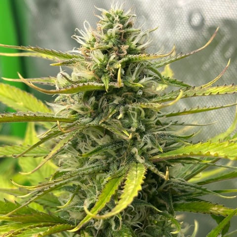 Ztrawberriez (Auto) 2026 - 1 — flower, day 60