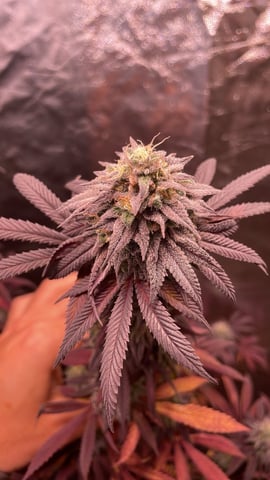 Tangie — flower, day 118