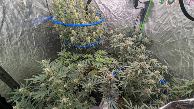 Mixed Grow — flower, day 71