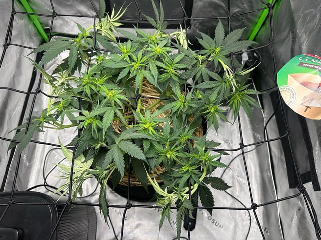Pine (Auto) 2025 - 0 — flower, day 44
