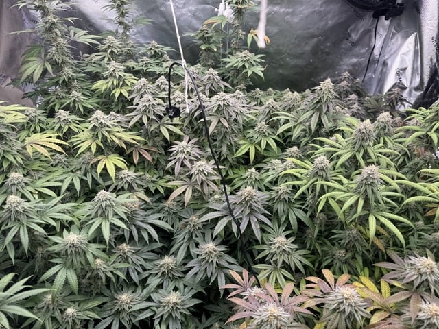 7 Strains 14 Plants  — flower, day 138