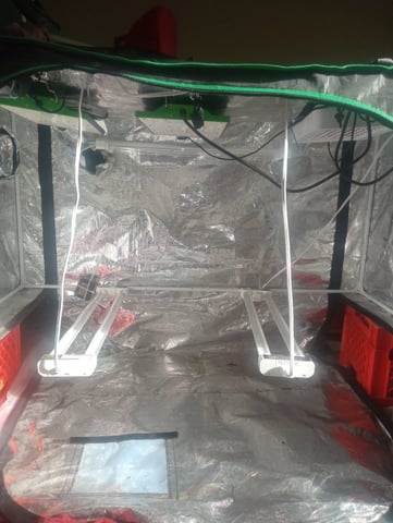  auto mixed pack indoor attempt #1 — flower, day 68