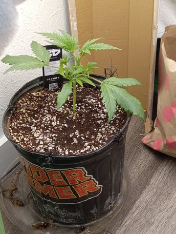 Blueberry critical kush x purple peyote wifi  and one L.a kush cake . — seedling_rooting, day 10
