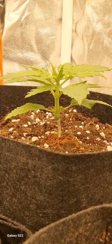 ROUND 1 — seedling_rooting, day 9